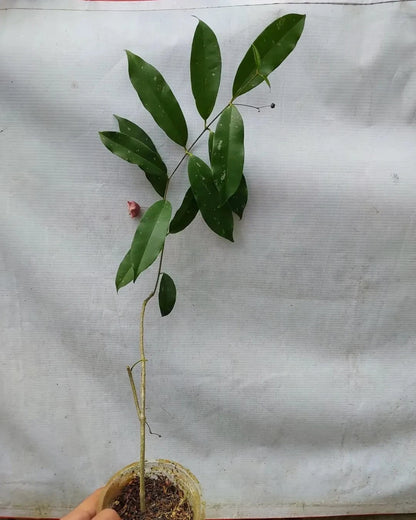Hoya wallichii subsp. tenebrosa Rare Tropical Wax Plant Seeds – Exotic Vine & Epiphytic Foliage Plant Seeds for Planting