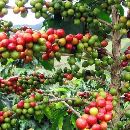 SL22 Coffee Seeds (Coffea arabica var. SL22) – Premium Heirloom Kenyan Specialty Coffee Bean Seeds for Planting (100 Pcs)