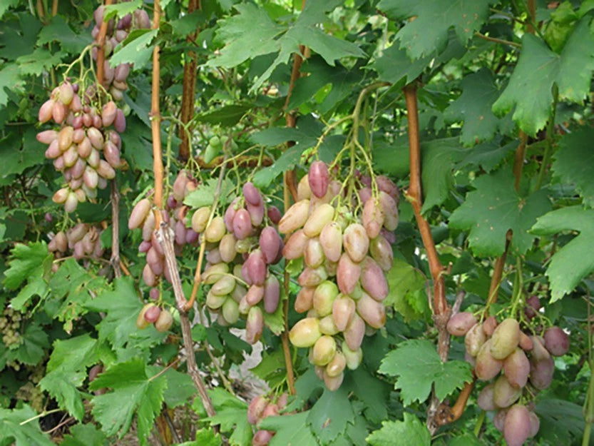 Dixon Grape Seeds (Vitis vinifera 'Dixon') – Premium Certified Table Grape Fruit Vine Seeds for Planting
