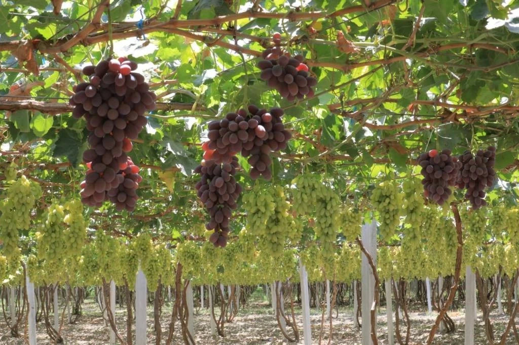 Rizamat Grape Seeds (Vitis vinifera) – Premium Certified High-Yield Sweet Table Grape Vine Seeds for Planting (100 Pcs)