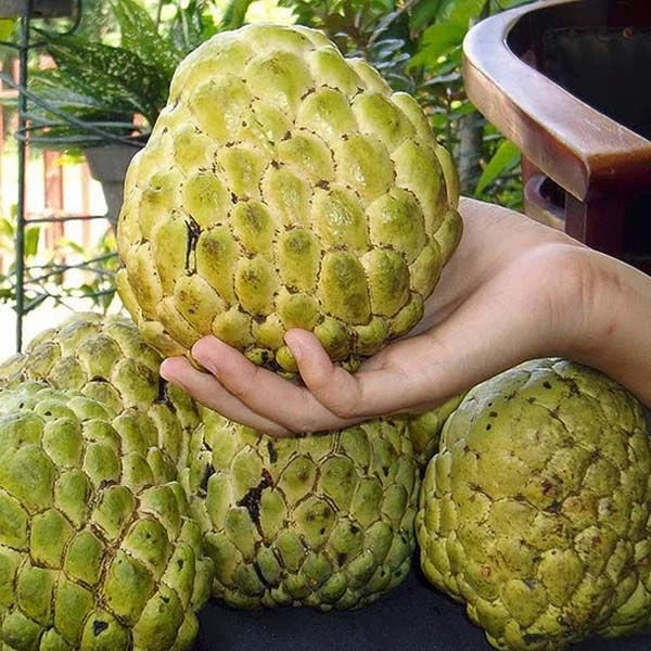 Giant Custard Apple Seeds var. Jumbo Sugar Apple (Annona squamosa) – Premium Sweetsop Fruit Seeds for Planting (100+ Pcs)