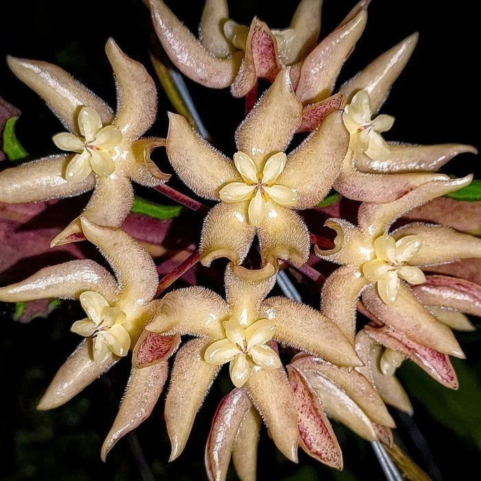 Hoya Undulata Red Leaves | Rare Hoya Wax Plant | Tropical Indoor Outdoor Houseplant