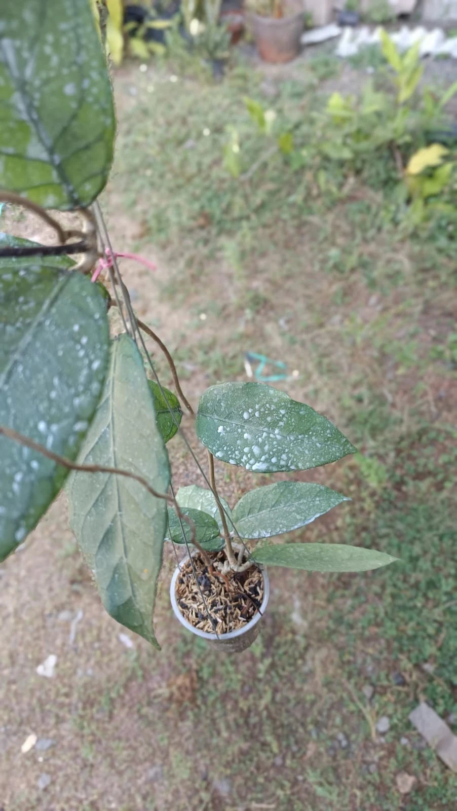 Rare Hoya Dragon Egg SP Aceh Live Plant - Exotic Textured Wax Plant