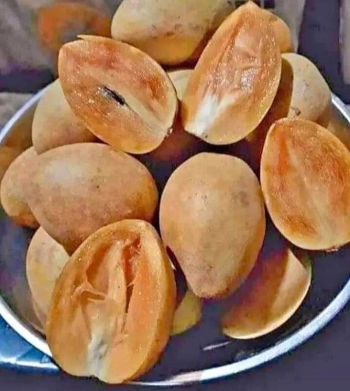 Premium Sweet Honey Sapodilla Seeds (Manilkara zapota var. Sweet Honey) – Exotic Ultra-Sweet Chico Zapote Fruit Seeds for Planting (35+ Pcs)