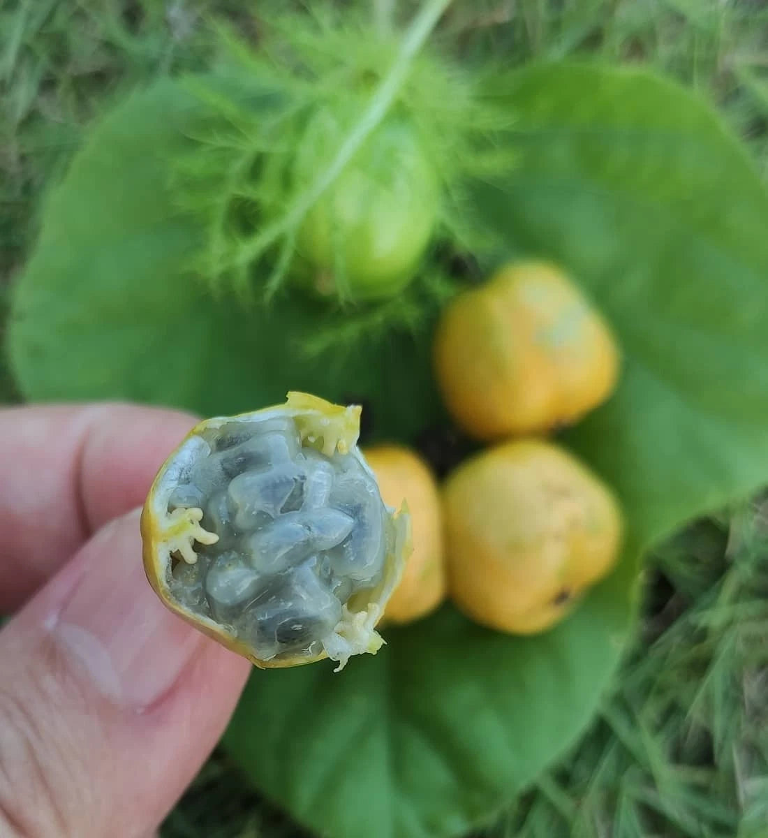 Wild Passion Fruit Seeds (500+ Seeds, Passiflora foetida) – Bulk Bush Passionfruit / Stinking Passionflower Heirloom Fruit Seeds for Planting