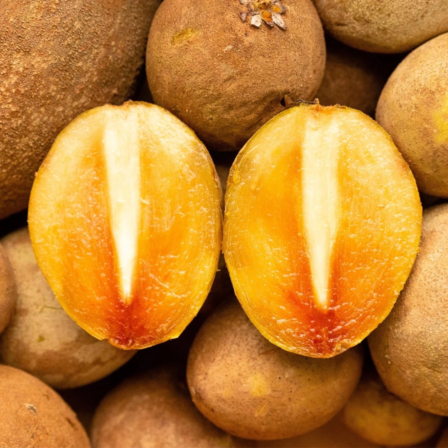 Chikito Dwarf Sapodilla Seeds (Manilkara zapota) – 35+ Premium Chikoo Seeds