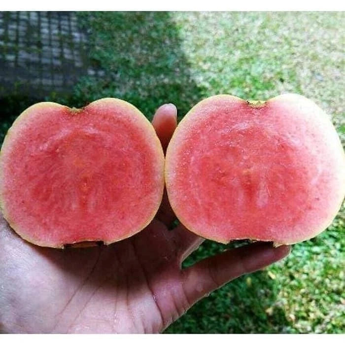 Grafted Red Crystal Guava ‘Red Diamond Seedless’ (Psidium guajava) – 50 cm Live Fruiting Tree Specimen