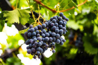 Merlot Grape Seeds 100+ (Vitis vinifera) – Fresh Heirloom Red Wine Grape & Exotic Vineyard Fruit Plant Seeds for Cultivation