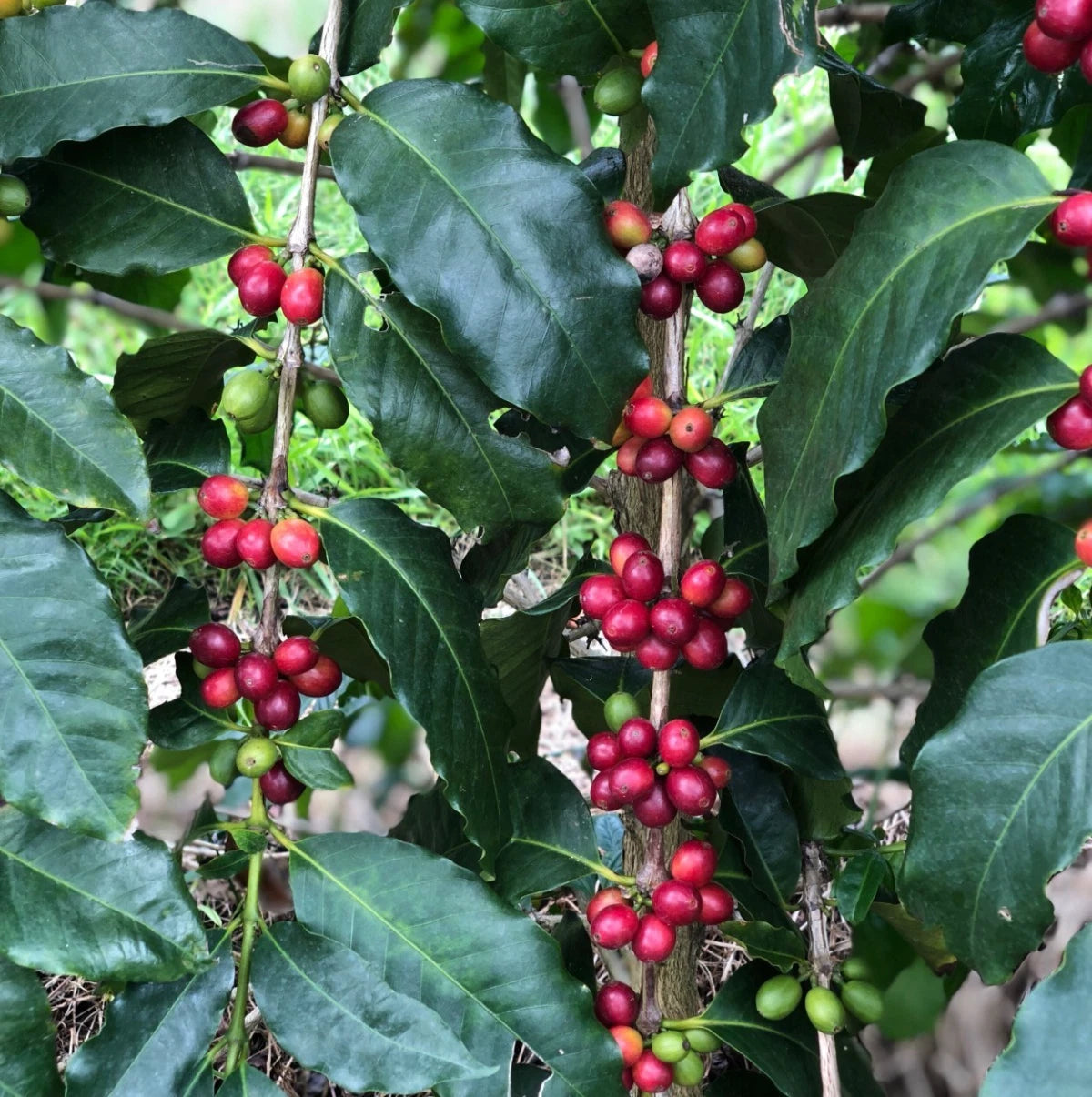 Certified S288 Coffee Seeds (Coffea arabica x liberica hybrid) – Heirloom Indian Exotic Coffee Bean Seeds for Planting (120+ Pcs)