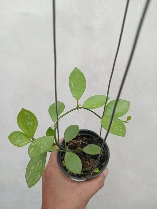 Hoya Collina 'Papua' – Premium Fresh Rare Tropical Wax Plant Cuttings