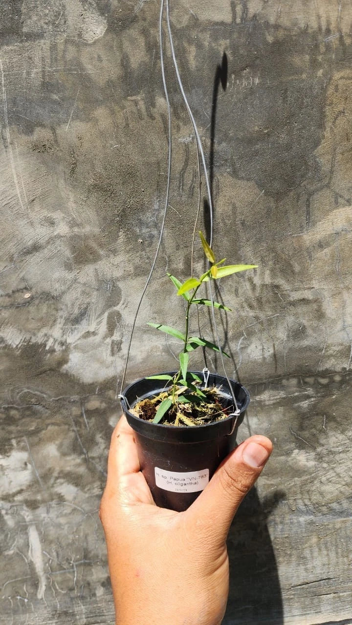 Rare Hoya aff. Oligantha Sp Papua - Premium Exotic Tropical Wax Plant Collector's Ivy