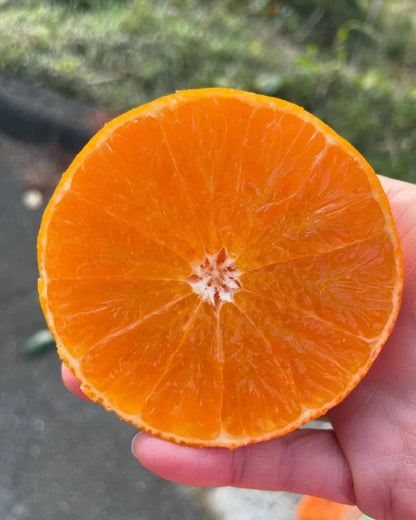 Kanpei Orange Seeds 300+ (Citrus reticulata 'Kanpei') – Bulk Rare Japanese Luxury Citrus Fruit Tree Seeds for Planting