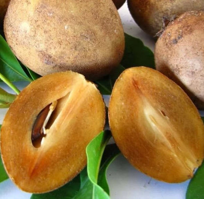 Caramel Sapodilla Seeds (Manilkara zapota) – 35+ Premium Rich Honeyed Toffee Sweet Chikoo Seeds