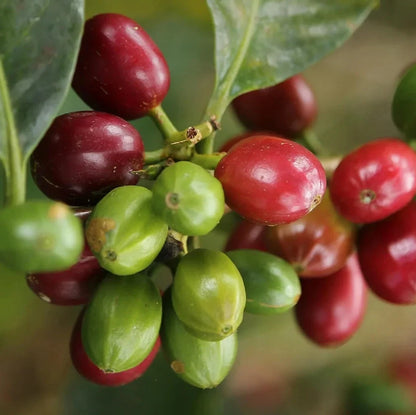 La Esperanza X.O Coffee Seeds (120+ Bulk Seeds, Coffea arabica var. La Esperanza X.O) – Premium Guatemalan Specialty Coffee Plant Seeds for Planting