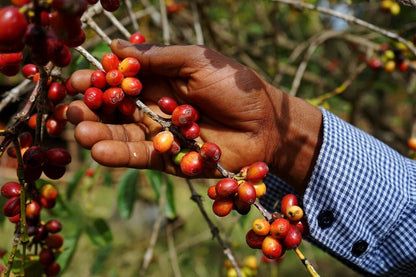 Kawisari Arabica Coffee Seeds (Coffea arabica var. Kawisari Selection / Historic Estate Heritage) – Premium Specialty Estate Coffee Plant Seeds for Planting