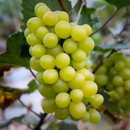 Cotton Candy Table Grape Seeds (Vitis vinifera var. Cotton Candy / 100+ Premium Sweet Exotic Fruit Seeds) – Premium Botanical Specimen Plant Seeds for Planting