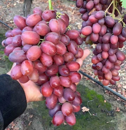 Rizamat Grape (Vitis vinifera) – 100+ Premium Eastern Table Grape Seeds
