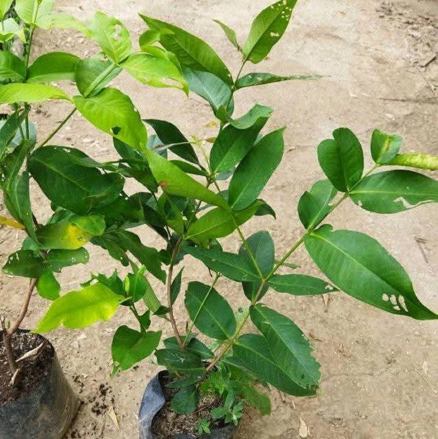 Bajang Leang Wax Apple (Jambu Bajang Leang) - Premium Grafted Fruit Tree