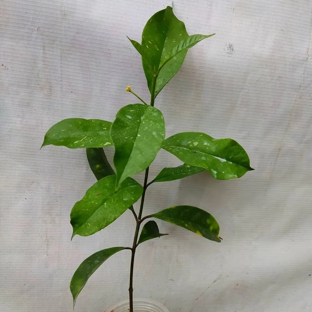 Hoya Occultata Seeds (Rare Tropical Wax Plant Seeds) – Premium Exotic Botanical Specimen Plant Seeds for Planting