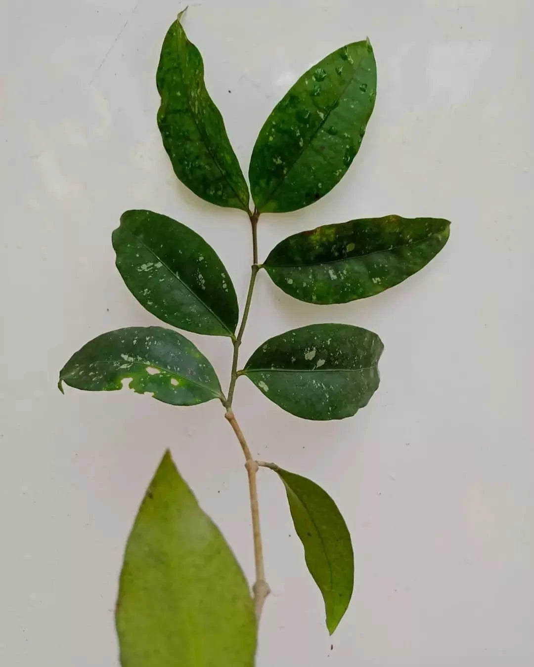 Hoya Amicabilis Yellow Bell Seeds (Rare Tropical Wax Plant Seeds) – Premium Exotic Botanical Specimen Plant Seeds for Planting
