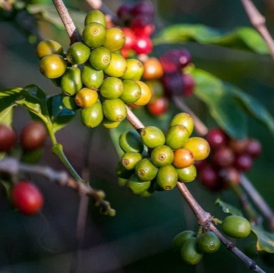 Mundo Maya Coffee Seeds 120 pcs (Coffea sp.) – Premium Certified High-Yield Specialty Coffee Bean Plant Seeds for Planting