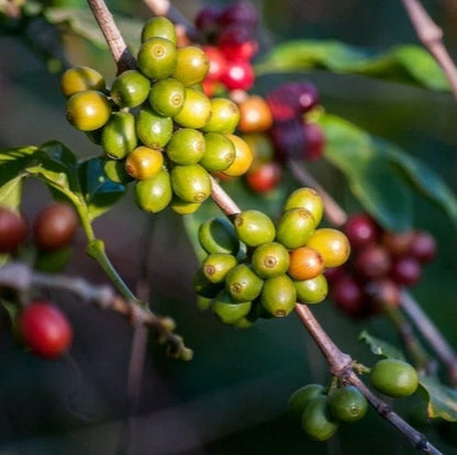 Mundo Maya Coffee Seeds 120 pcs (Coffea sp.) – Premium Certified High-Yield Specialty Coffee Bean Plant Seeds for Planting