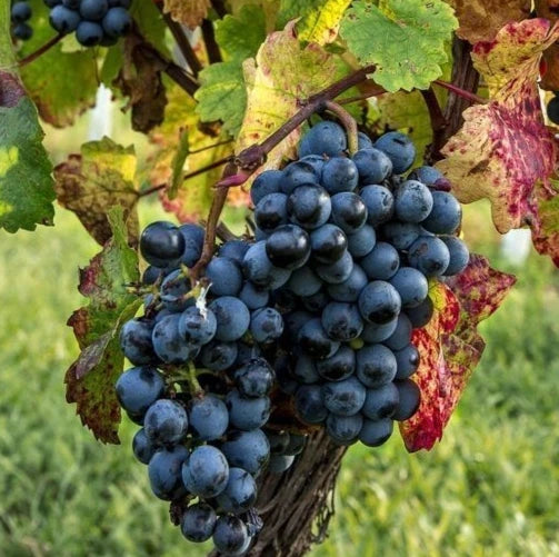 Muscat Bailey A Grape Seeds (Vitis vinifera) – 100 Premium Wine & Table Grape Seeds