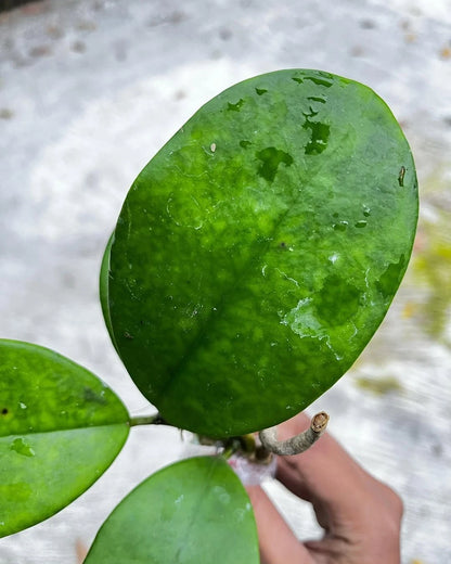 Hoya Excavata Sp Sulawesi Rare Tropical Wax Plant (Hoya excavata / Sulawesi Selection) – Premium Exotic Epiphytic Vine Plant Seeds & Cuttings for Planting