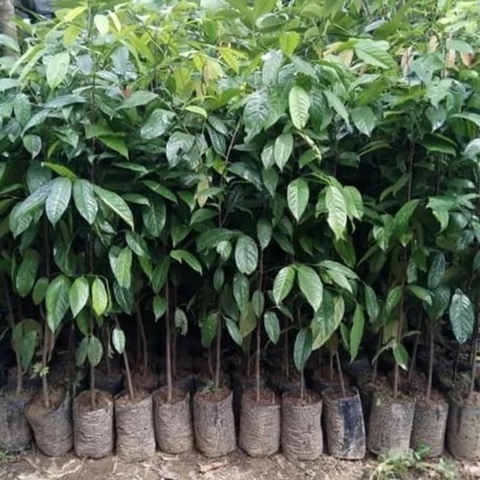 Stelechocarpus burahol (Kepel) Grafted Seedling – Rare Tropical Fruit Tree