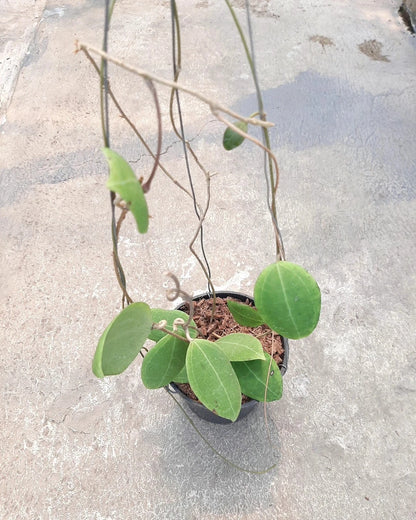 Rare Hoya Tomataensis Sp Sulawesi - Premium Exotic Tropical Wax Plant Collector's Ivy
