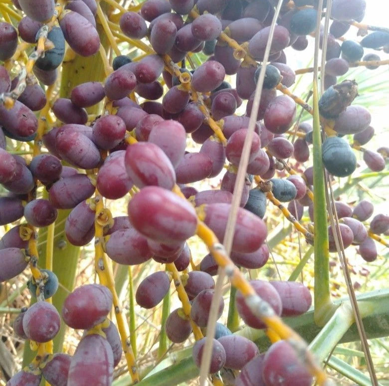 Gondela Date Palm Seeds (Phoenix dactylifera) – 35 Premium Rare Sudan-Heirloom Honey-Sweet Gondeh Date Seeds