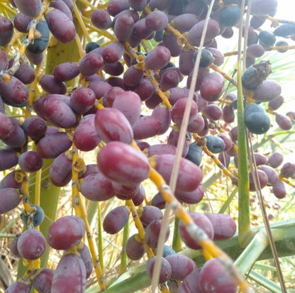 Gondela Date Palm Seeds (Phoenix dactylifera) – 35 Premium Rare Sudan-Heirloom Honey-Sweet Gondeh Date Seeds