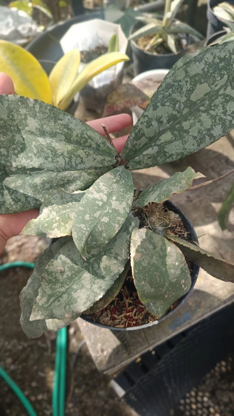 Hoya Undulata 'Green Army' – Rare Exotic Tropical Wax Plant Live Cutting / Rooted Specimen for Growing
