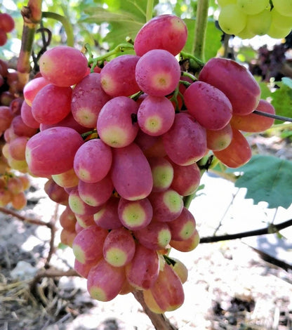 Basanti Grape Seeds (Vitis vinifera / 100+ Premium Sweet Basanti Table Grapevine Fruit Seeds) – Premium Exotic Botanical Specimen Plant Seeds for Planting