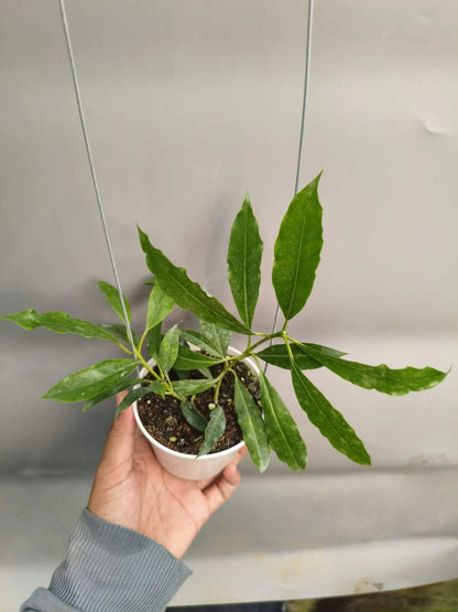 Rare Hoya Lockii Live Plant - Exotic Fragrant Wax Plant