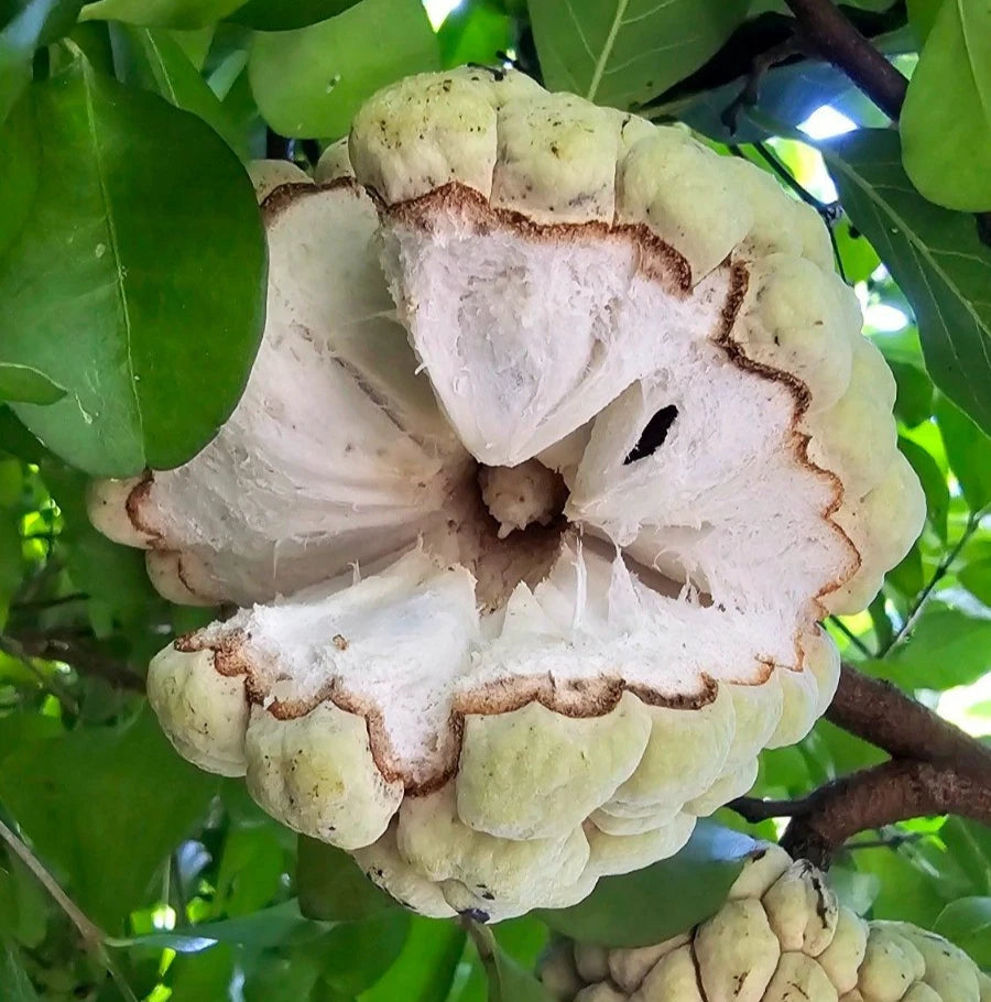 Big Australian Sugar Apple (Annona squamosa) – 100+ Premium Seeds (Sweetsop/Custard Apple)