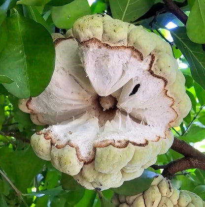 Big Australian Sugar Apple (Annona squamosa) – 100+ Premium Seeds (Sweetsop/Custard Apple)