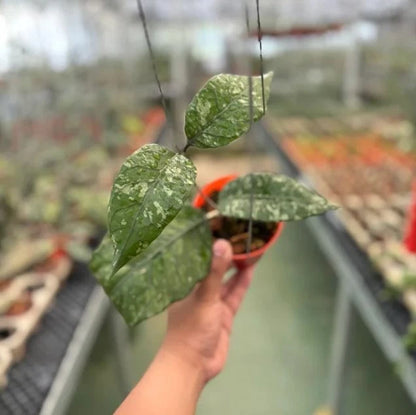 Hoya Sp. Aceh Mapu Splash Rare Tropical Indoor Outdoor Wax Plant Seeds / Cutting – Premium Certified Exotic Epiphytic Vine for Planting