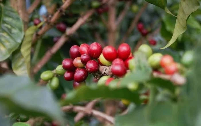 Starmaya Coffee Seeds (Coffea arabica var. Starmaya) – Premium Certified High-Yield Hybrid F1 Gourmet Arabica Coffee Bean Plant Seeds for Planting