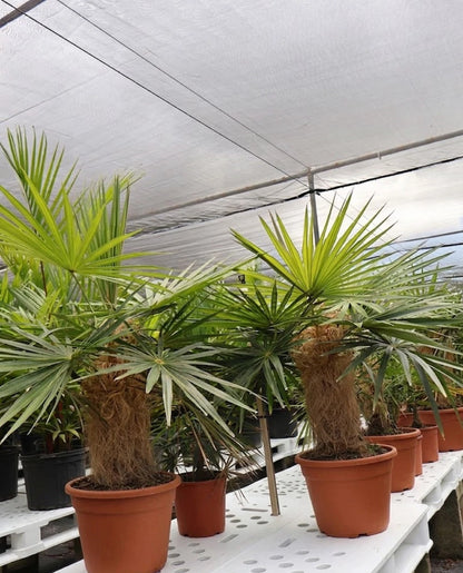 Coccothrinax crinita - The Rare & Iconic 'Old Man Palm'
