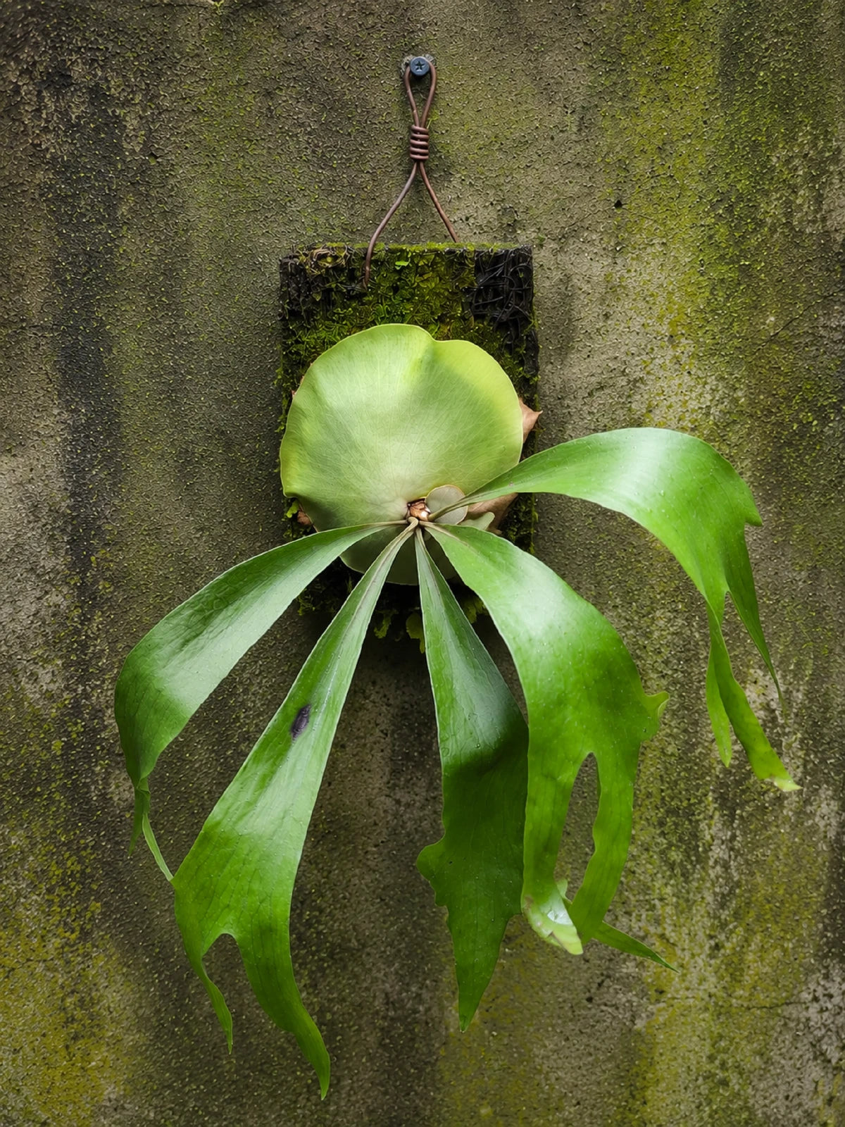 Rare Platycerium Maserati Live Plant - Exotic Mounted Staghorn Fern