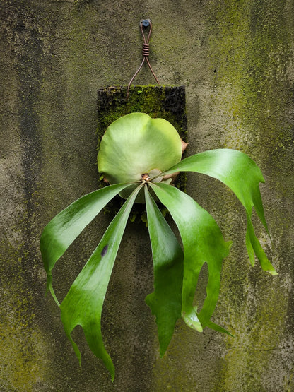 Rare Platycerium Maserati Live Plant - Exotic Mounted Staghorn Fern
