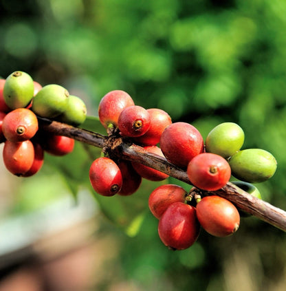 Maragogipe Coffee Seeds (Coffea arabica var. Maragogipe) – Premium Certified High-Yield Specialty Gourmet Elephant Coffee Bean Seeds for Planting (120 Pcs)