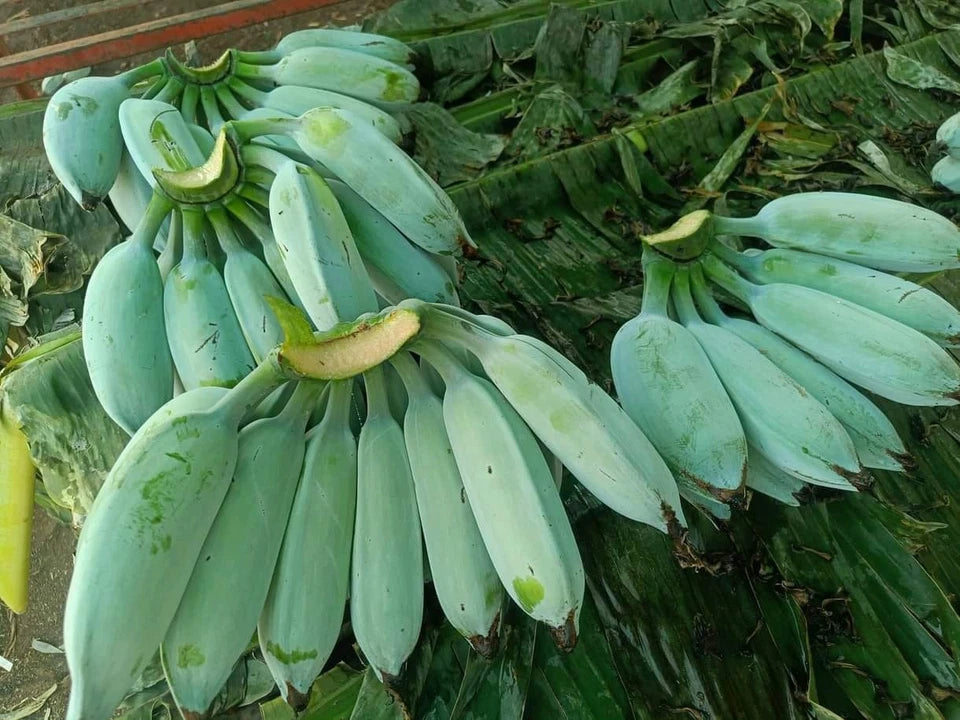 20+ Blue Java Banana Seeds (Musa acuminata × balbisiana) | Ice Cream Banana | Exotic Tropical Fruit Plant