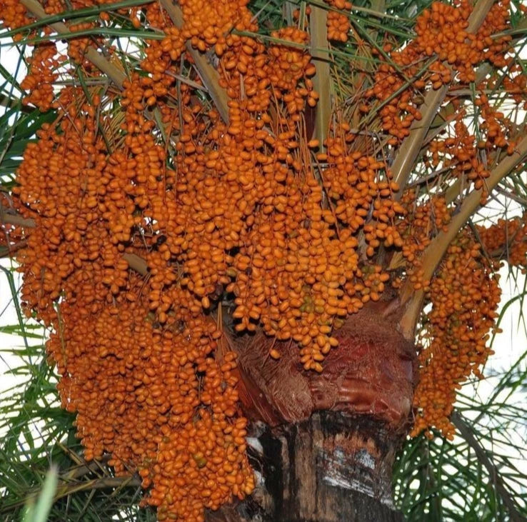 Rabia Date Palm Seeds (Phoenix dactylifera) – 35+ Premium Rare Sweet Saudi Arabian Rabea Date Seeds