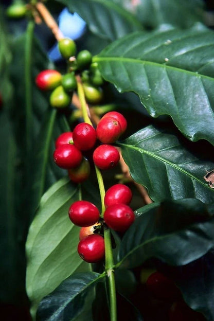 Mundo Maya Coffee Seeds (Coffea arabica 'Mundo Maya') – 2000+ Premium Fresh Bulk F1 Hybrid Climate-Resilient Coffee Seeds for Planting