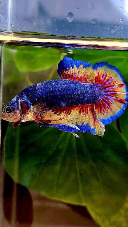 Rare Plakat Blue Vanda Fire - Premium Import Betta from Indonesia