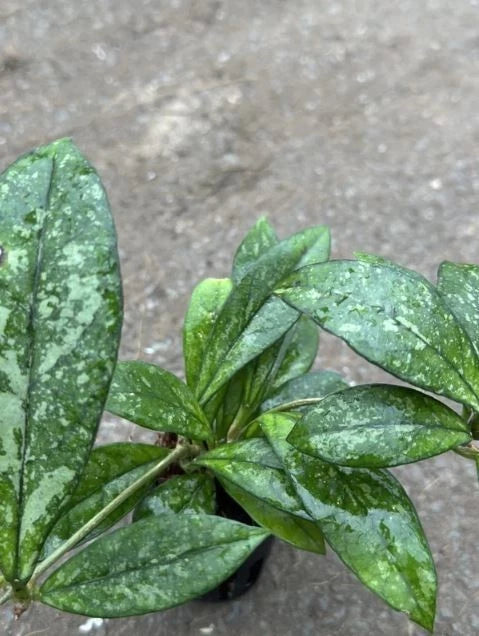 Stunning Hoya Crassipetiolata Splash – Rare Tropical Indoor & Outdoor Wax Plant