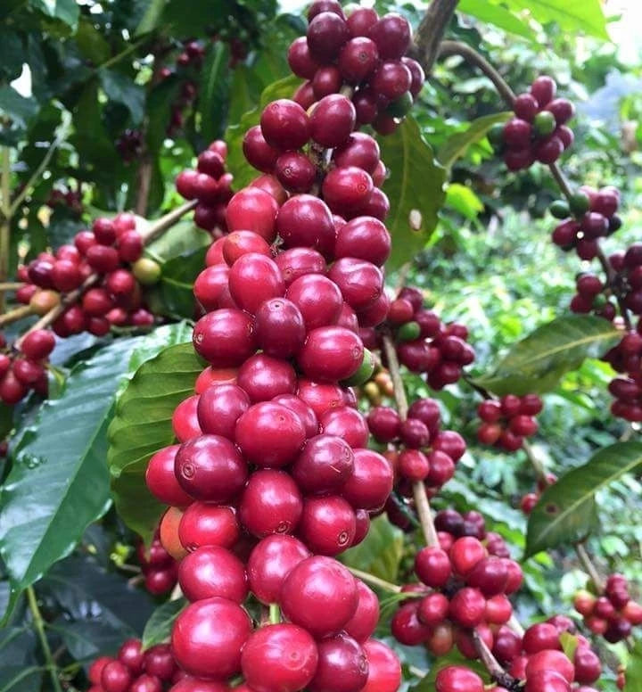 Bourbon Mayaguez (BMJ) Coffee Seeds (Solani) – 120 Premium Certified Coffee Seeds for Planting