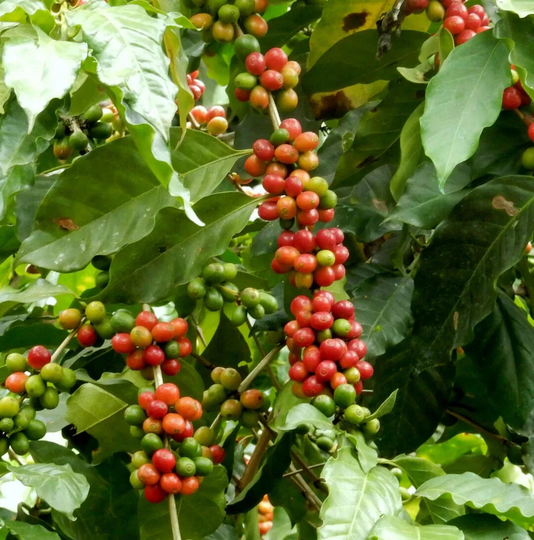 120+ Rume Sudan Coffee Seeds (Coffea sp. / Rare African Heirloom Arabica Coffee Cultivar Bean Seeds) – Premium Botanical Specimen Plant Seeds for Planting